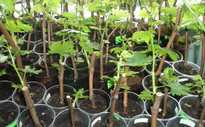 Как посадить виноград черенками правильно | eurogo.si