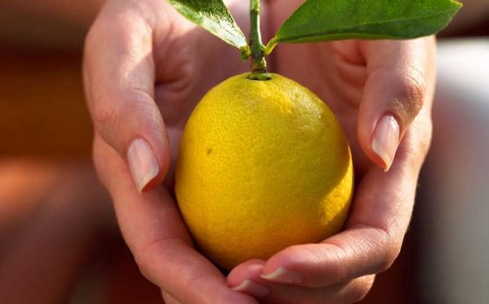 Как размножить лимон черенками видео