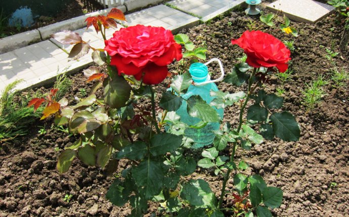 Как вырастить розу из черенка