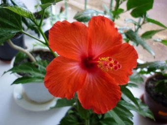 Гибискус нуждается в частом опрыскивании, поскольку цветок обожает повышенную влажность.