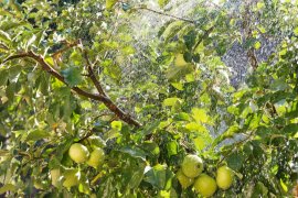 Правильно организованный полив способен повысить урожайность яблонь на 25-40 %