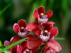 размножение орхидей черенками фаленопсис