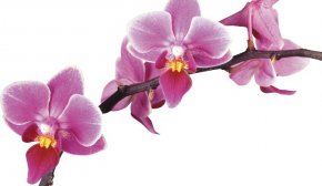 Способы размножения орхидеи фаленопсис черенками цветоноса